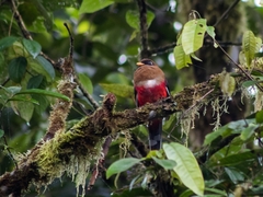 Trogon personatus