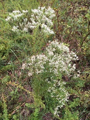 Eupatorium hyssopifolium