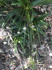 Eriocaulaceae