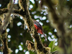 Trogon personatus