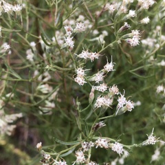 Eupatorium hyssopifolium