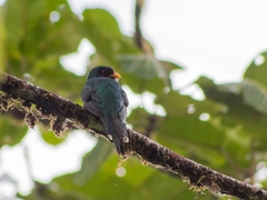 Trogon personatus