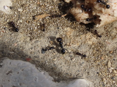 Messor barbarus