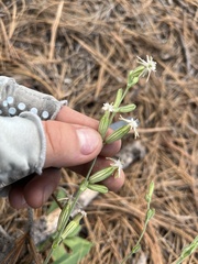 Silene scouleri