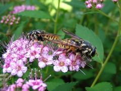 Temnostoma alternans