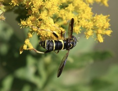 Spilomyia sayi