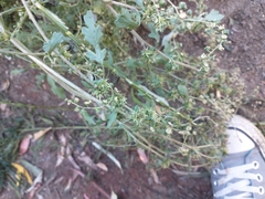 Ambrosia acanthicarpa