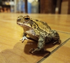 Incilius marmoreus