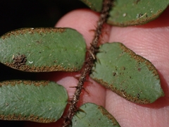 Pellaea rotundifolia