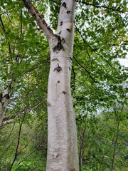 Betula