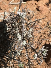 Helichrysum lucilioides