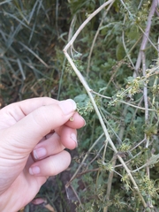 Ambrosia acanthicarpa