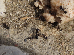 Messor barbarus