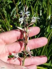 Chlorophytum triflorum