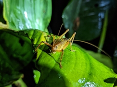 Tettigoniidae