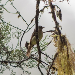 Rhynchocyclus fulvipectus