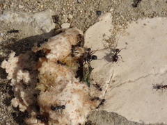 Messor barbarus