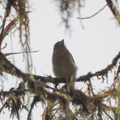 Rhynchocyclus fulvipectus