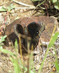 Junonia nigrosuffusa