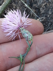 Mantisalca salmantica