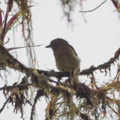 Rhynchocyclus fulvipectus