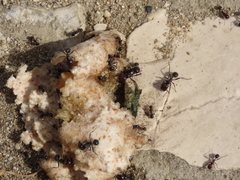 Messor barbarus