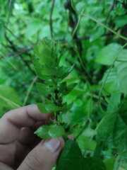 Tetramerium glandulosum