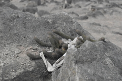 Loxanthocereus acanthurus