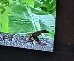 Anolis cristatellus