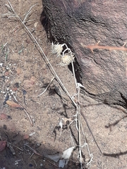 Mantisalca salmantica