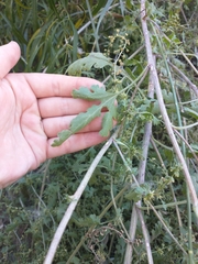 Ambrosia acanthicarpa