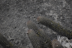 Loxanthocereus acanthurus