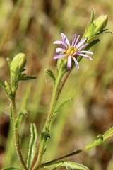 Vittadinia