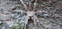 Dolomedes albineus