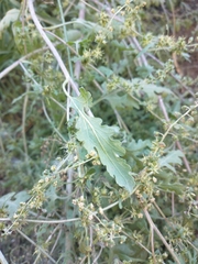 Ambrosia acanthicarpa