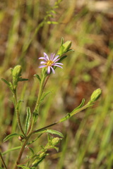 Vittadinia