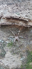 Dolomedes albineus