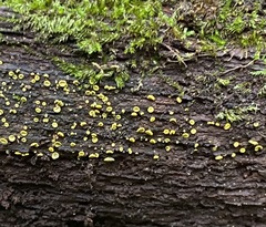 Chlorosplenium chlora