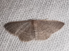 Idaea