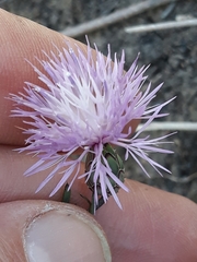 Mantisalca salmantica