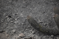 Loxanthocereus acanthurus