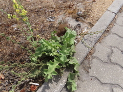 Verbascum sinuatum