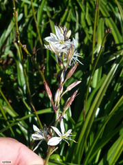 Chlorophytum triflorum