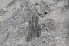 Haageocereus pseudomelanostele