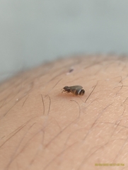 Brachymyrmex obscurior