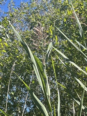 Phragmites