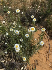 Polycalymma stuartii