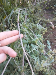 Ambrosia acanthicarpa