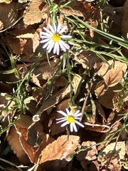 Symphyotrichum divaricatum