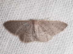 Idaea